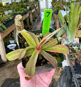 Nepenthes spectabilis BE-3177 (Sibuyatan form)