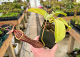 Nepenthes boschiana *SEED-GROWN*