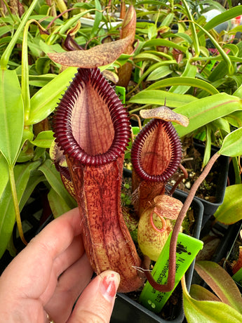 Nepenthes ventricosa x hamata BE-3672 *PRE-SALE*