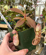 Nepenthes spectabilis BE-3322 "Perkinson Giant"