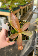 Nepenthes spectabilis BE-3322 "Perkinson Giant"