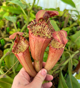 Nepenthes maxima x (Rokko x veitchii) (female) *ROOTED CUTTING*