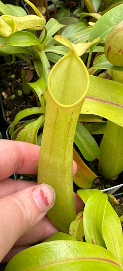 Nepenthes burkei x reinwardtiana BE-3849