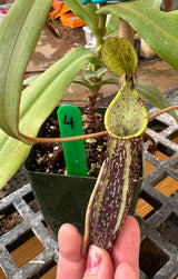 Nepenthes spectabilis BE-3177 (Sibuyatan form)