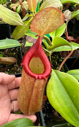 Nepenthes robcantleyi x (sibuyanensis x ventricosa) BE-3748 *PRE-SALE*