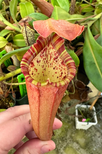 Nepenthes maxima x (Rokko x veitchii) (female) *ROOTED CUTTING*