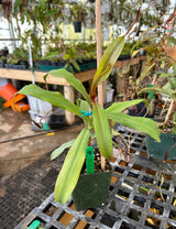 Nepenthes spectabilis BE-3177 (Sibuyatan form)