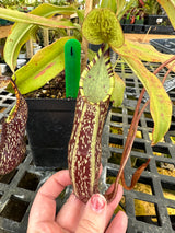 Nepenthes spectabilis BE-3177 (Sibuyatan form)