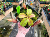 Nepenthes (veitchii x lowii) x mira BE-3910