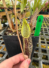 Nepenthes spectabilis BE-3177 (Sibuyatan form)