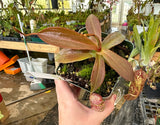 Nepenthes spectabilis BE-3322 "Perkinson Giant"