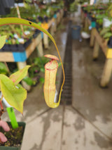 Nepenthes ‘Effulgent Koto’ *SPECIMEN*