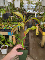 Nepenthes ‘Effulgent Koto’ *SPECIMEN*