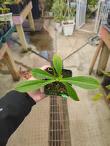 Nepenthes spathulata x jacquelineae BE-3883