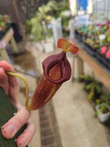 Nepenthes spathulata x jacquelineae BE-3883