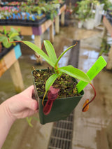 Nepenthes singalana x diabolica BE-3900