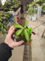 Nepenthes spectabilis x lowii BE-4524