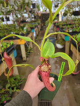 Nepenthes maxima x (Rokko x veitchii) (female) *ROOTED CUTTING*