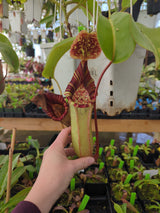 Nepenthes veitchii x lowii BE-4508 (X-Large and Large rooted cuttings)