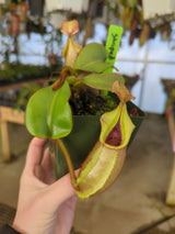 Nepenthes veitchii (Bario form) BE-4033