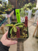 Nepenthes spectabilis x lowii BE-4524