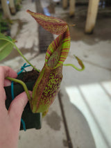 Nepenthes spathulata x spectablilis BE-3314 *SPECIMEN*