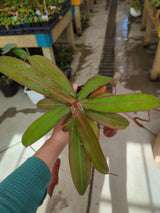 Nepenthes spectabilis x ventricosa BE-3745 *SPECIMEN*