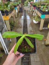 Nepenthes hamata x platychila (Malesiana Tropicals) *Specimen*