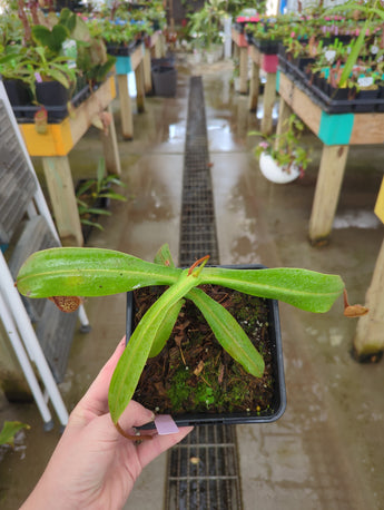 Nepenthes hamata x platychila (Malesiana Tropicals) *Specimen*