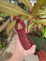 Nepenthes spectabilis x ventricosa BE-3745 *SPECIMEN*