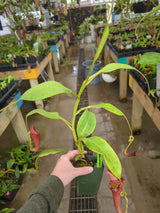 Nepenthes maxima x (Rokko x veitchii) (female) *ROOTED CUTTING*