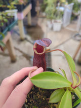 Nepenthes spectabilis x lowii BE-4524