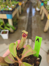 Nepenthes veitchii x lowii BE-4006 *SPECIMENS*