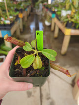 Nepenthes veitchii x lowii BE-4006 *SPECIMENS*