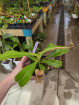 Nepenthes kampotiana x veitchii *Rooted cutting*