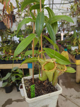 Nepenthes x Red Leopard *SPECIMEN*