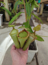 Nepenthes x Red Leopard *SPECIMEN*