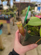 Nepenthes mira BE-3979