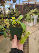 Nepenthes spathulata BE-3175 *CONFIRMED FEMALE*