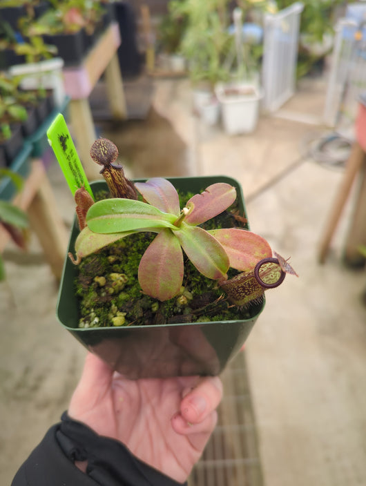 Nepenthes hamata x glandulifera BE-4501