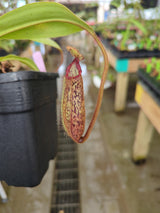 Nepenthes hamata x platychila (Malesiana Tropicals) *Specimen*