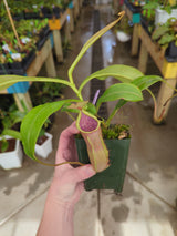 Nepenthes kampotiana x veitchii *Rooted cutting*