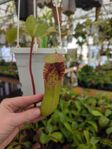 Nepenthes veitchii x lowii BE-4508 (X-Large and Large rooted cuttings)