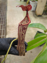 Nepenthes boschiana *SEED-GROWN*