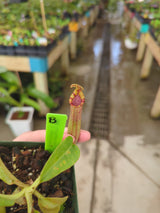 Nepenthes veitchii x lowii BE-4006 *SPECIMENS*