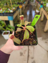 Nepenthes veitchii x lowii BE-4006 *SPECIMENS*