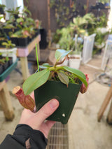 Nepenthes rajah x veitchii BE-3730