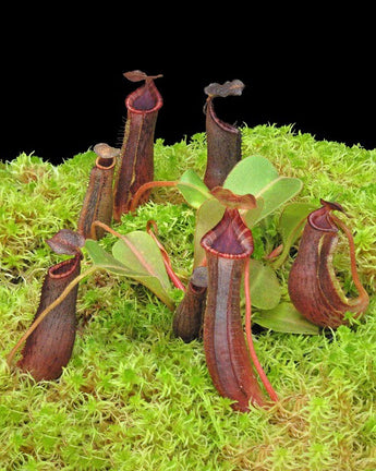 Nepenthes (veitchii x platychila) x lowii BE-4616