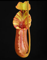 Nepenthes (lowii x macrophylla) x robcantleyi "King of Spades" BE-4022