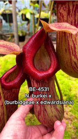 Nepenthes burkei x (burbidgeae x edwardsiana) BE-4531